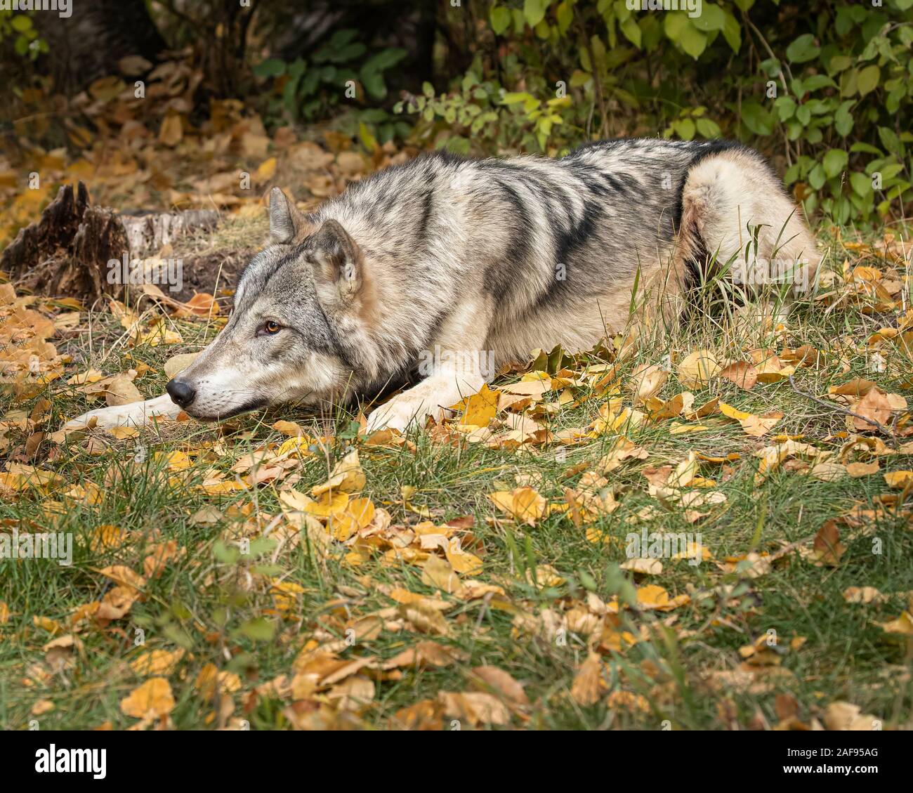 tundra wolf  in fall colors Stock Photo