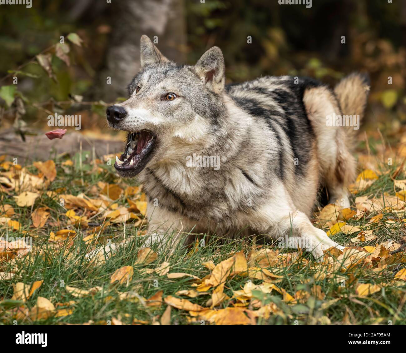 tundra wolf  in fall colors Stock Photo