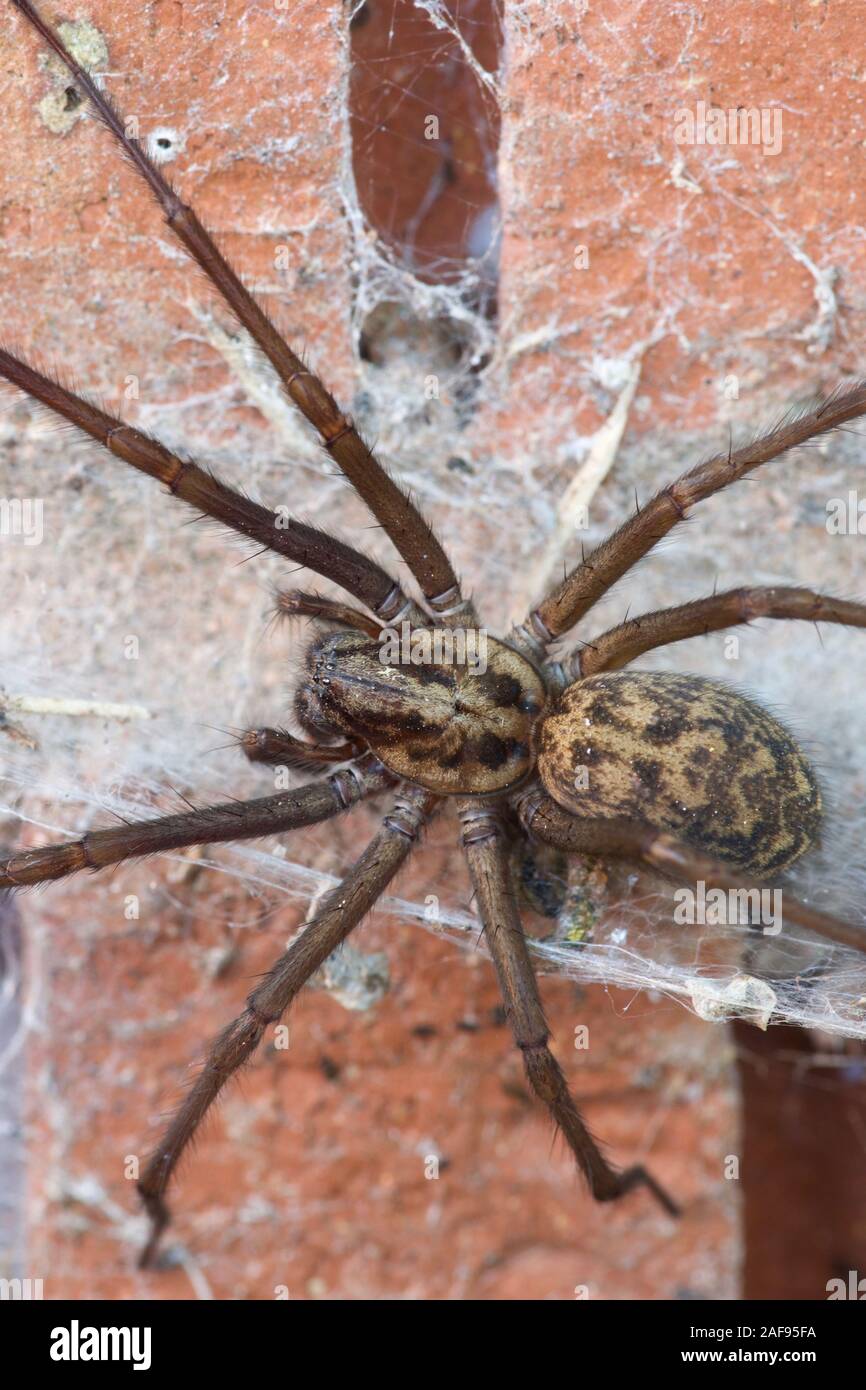 Giant House Spider (Eratigena atrica), in a Brick Compost Bin in a