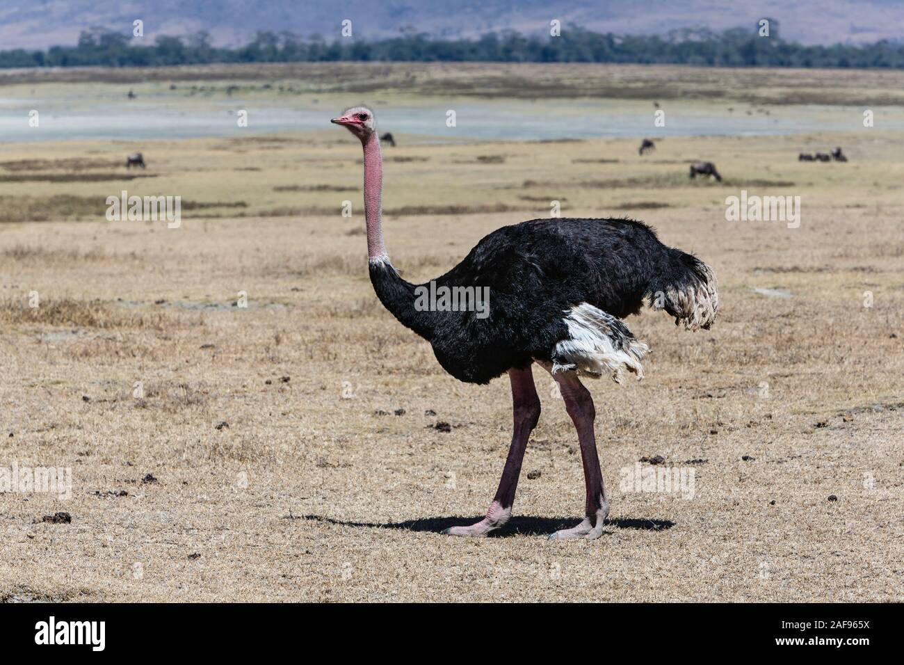 Tanzania. Ngorongoro Crater. Male Ostrich. Stock Photo
