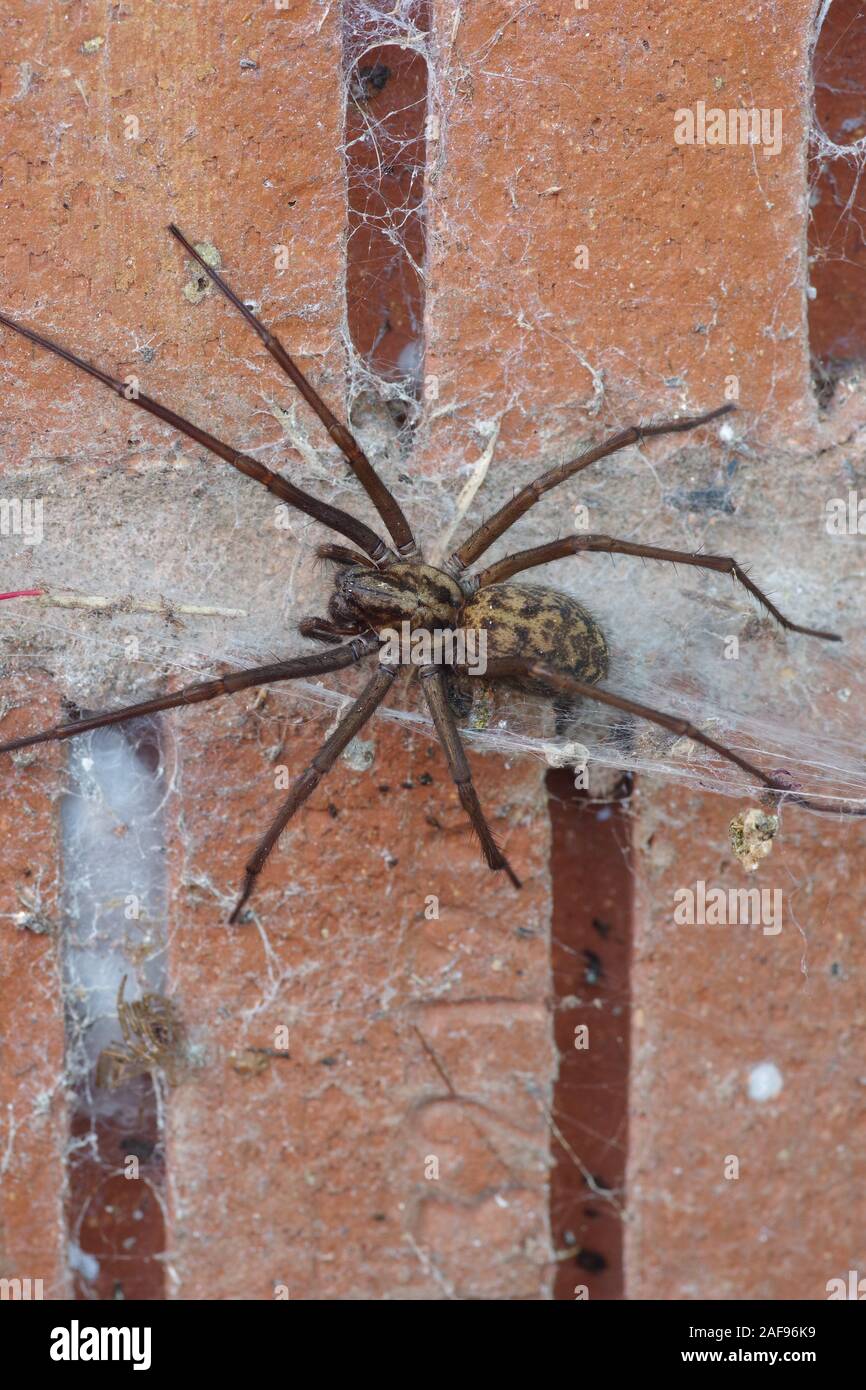 Giant House Spider Eratigena Atrica In A Brick Compost Bin In A 