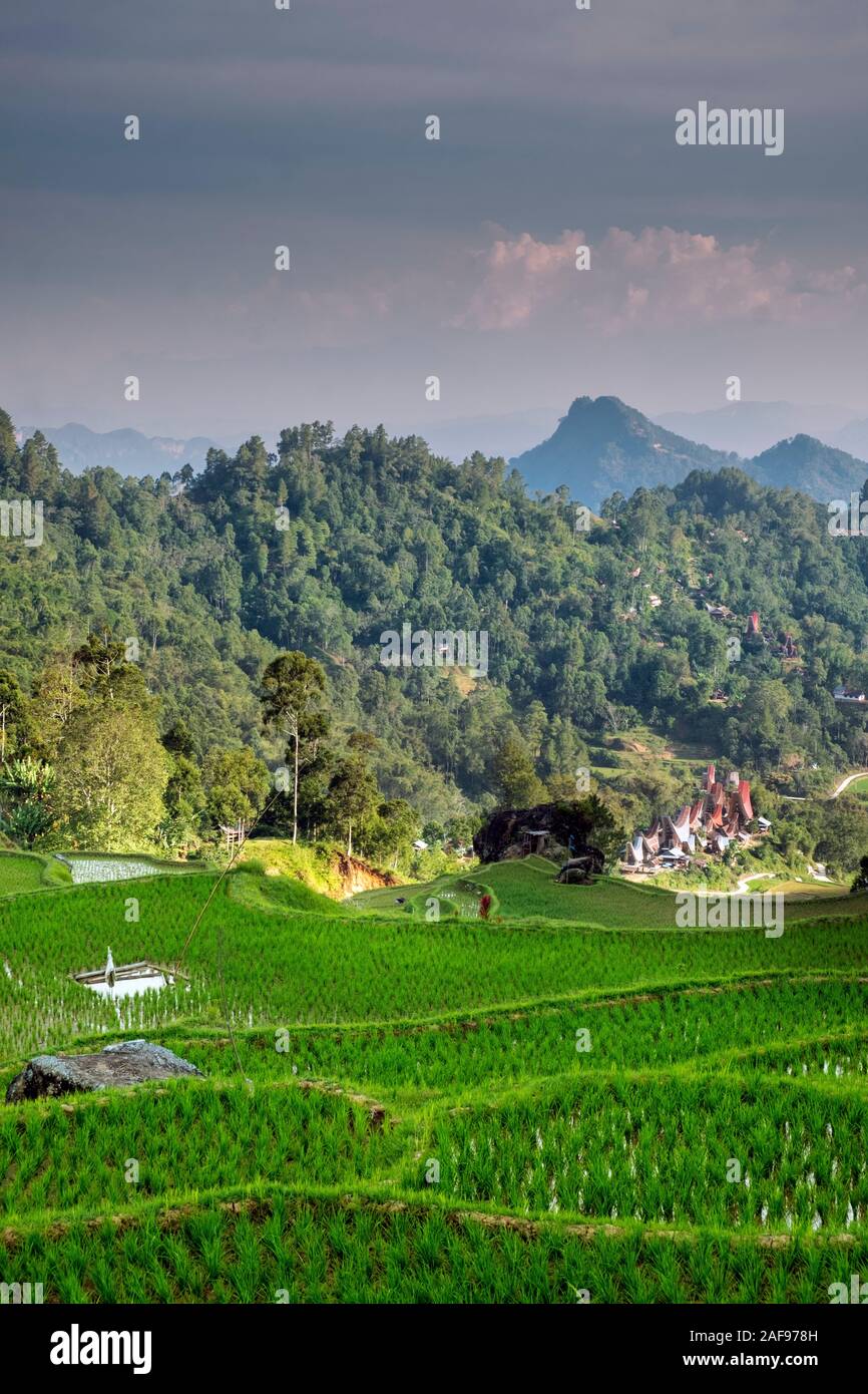 View of a rice farm and traditional Tongkonan houses in Tana Toraja, Central Sulawesi Stock Photo