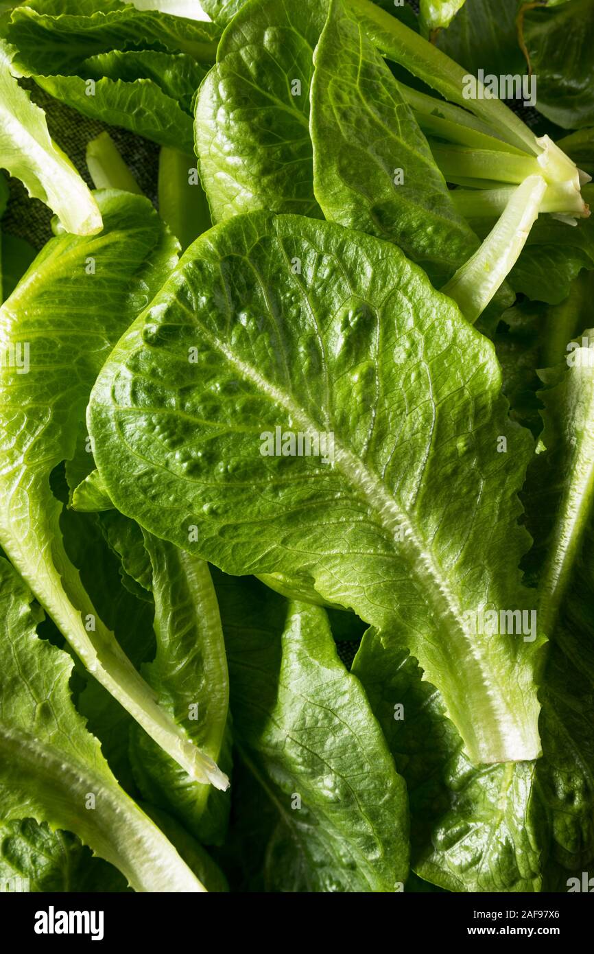 Raw Green Organic Romaine Leaves Ready to Eat Stock Photo