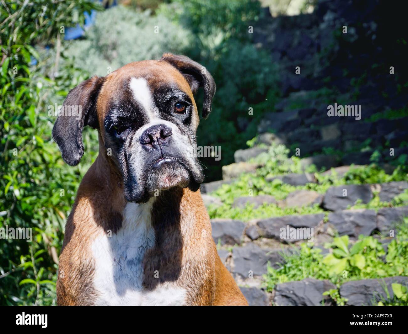 A sitting adult dog of the breed 'Boxer' in frontal view outside in nature in front of green bushes. He looks directly into the camera. Stock Photo