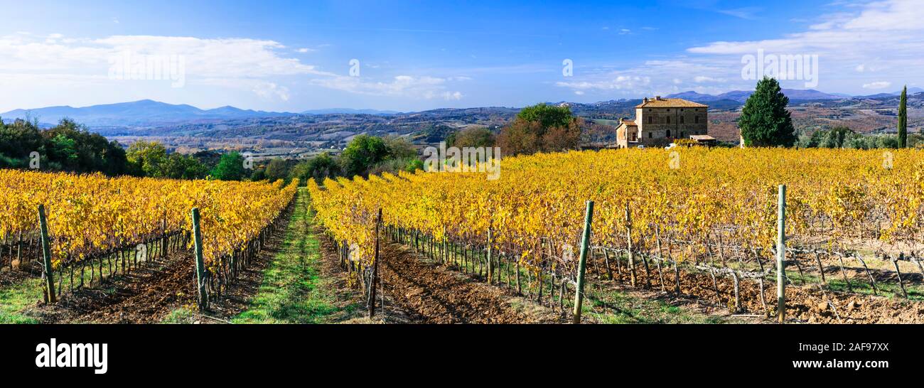 Colorful vineyards in Tuscany,Italy. Stock Photo