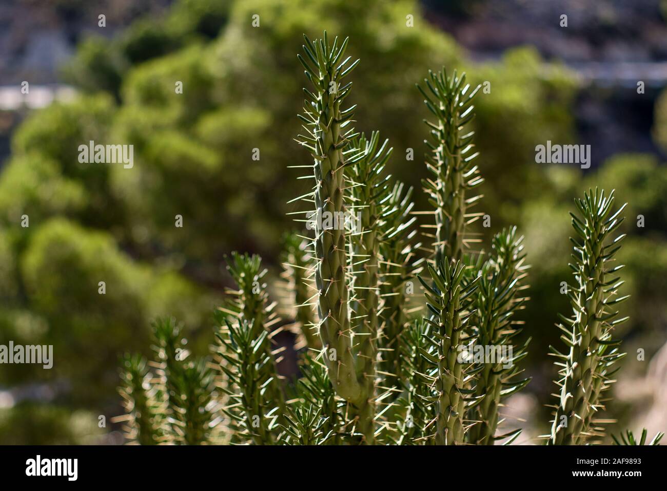 Close up view cactus with sharp spines outdoors, sunny weather, no people. Spain Stock Photo