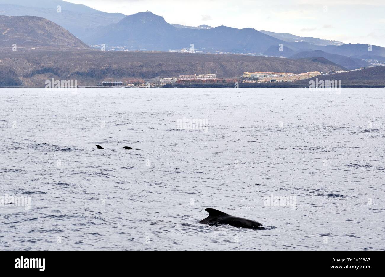 Long-finned pilot whale in waters of Mediterranean Sea. Tenerife Island, Canary, Spain Stock Photo