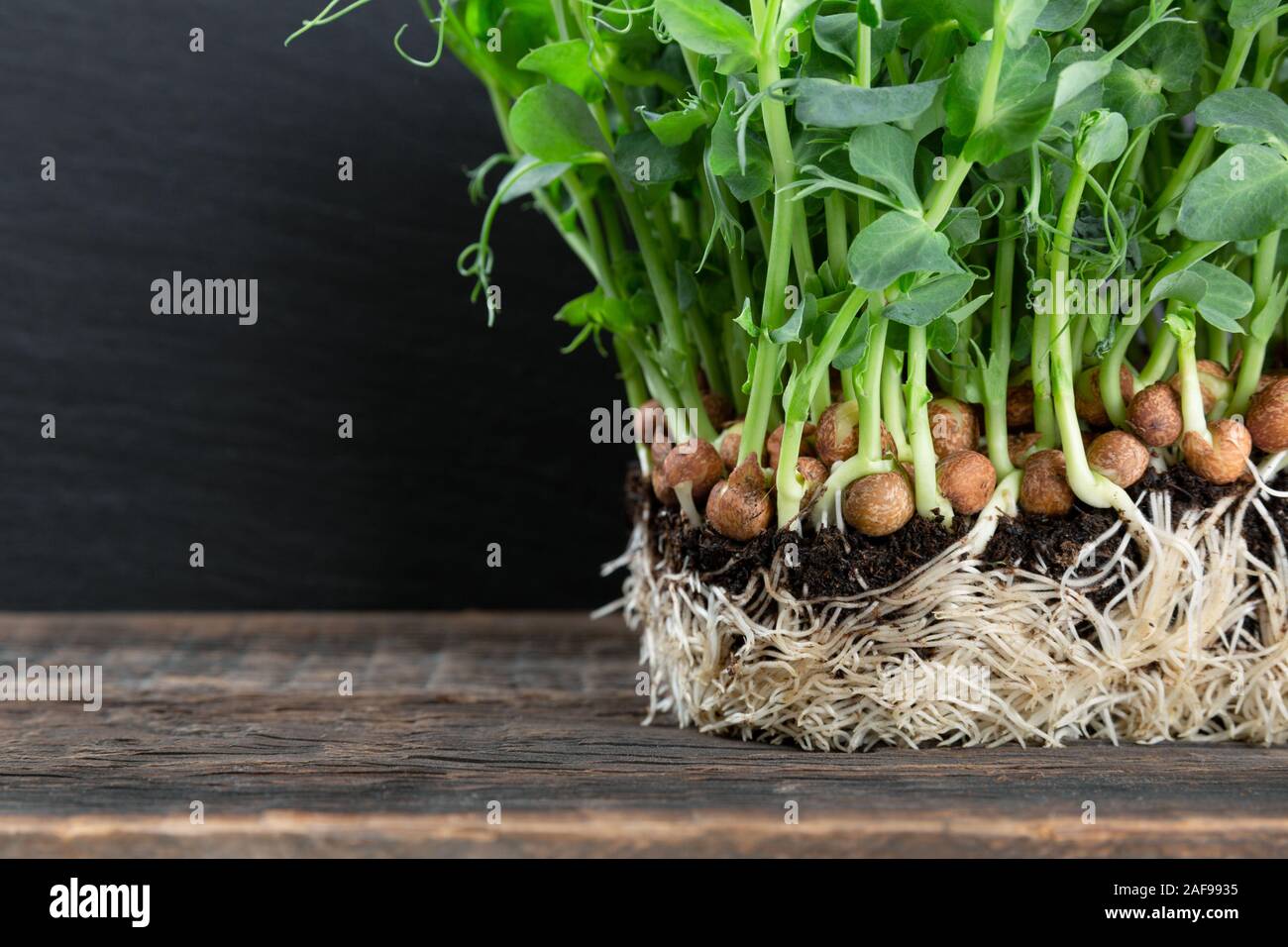 Growing pea sprouts in black soil. Healthy eating,vegeterian concept. On wooden black background Stock Photo