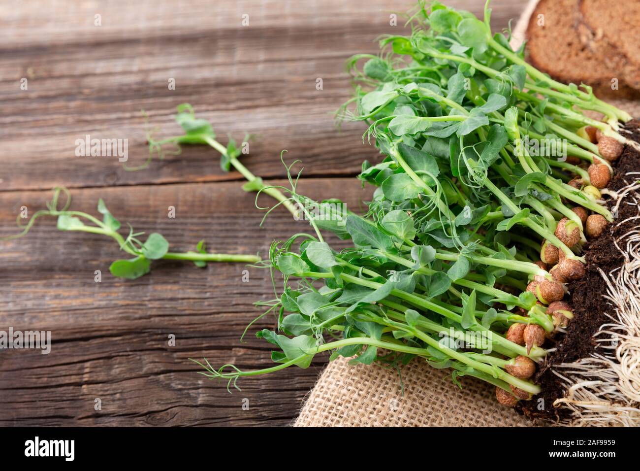 Growing pea sprouts in black soil. Healthy eating,vegeterian concept. On wooden black background Stock Photo