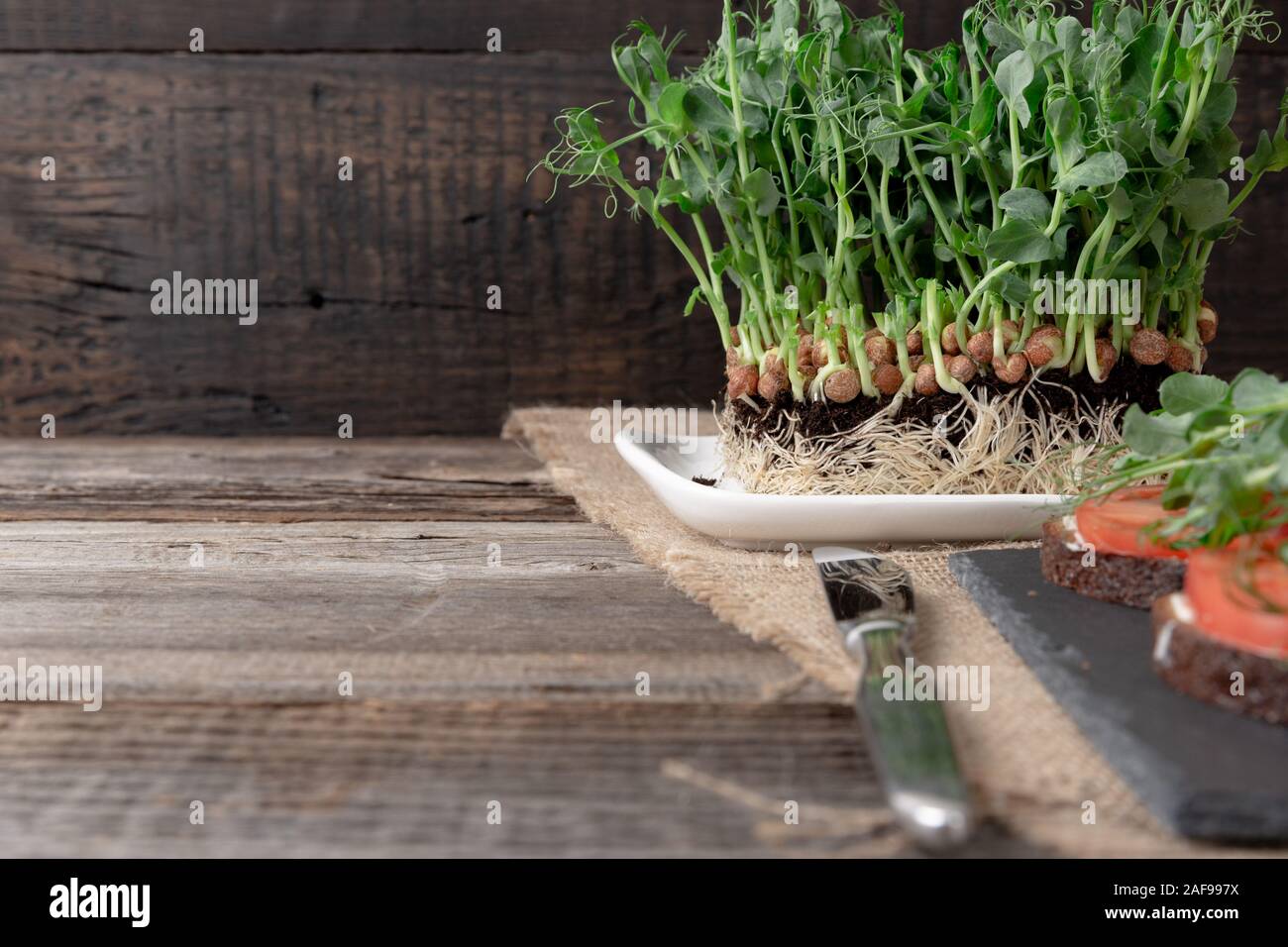 Growing pea sprouts in black soil. Healthy eating,vegeterian concept. On wooden black background Stock Photo