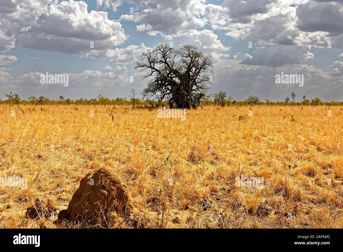 Boab Tree  ( Adansonia digitata ) in outback landscape, West Kimberley, Western Australia Stock Photo