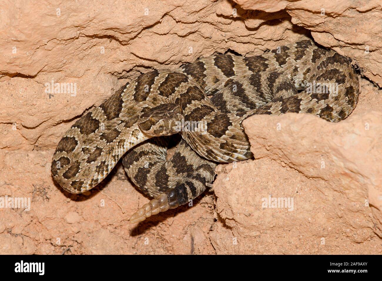 Great Basin Rattlesnake Stock Photo - Alamy