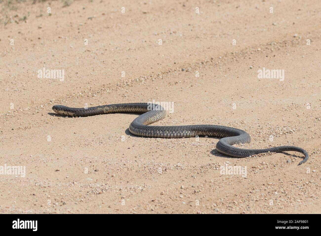 Forest Cobra crossing road in Kruger National Park Stock Photo