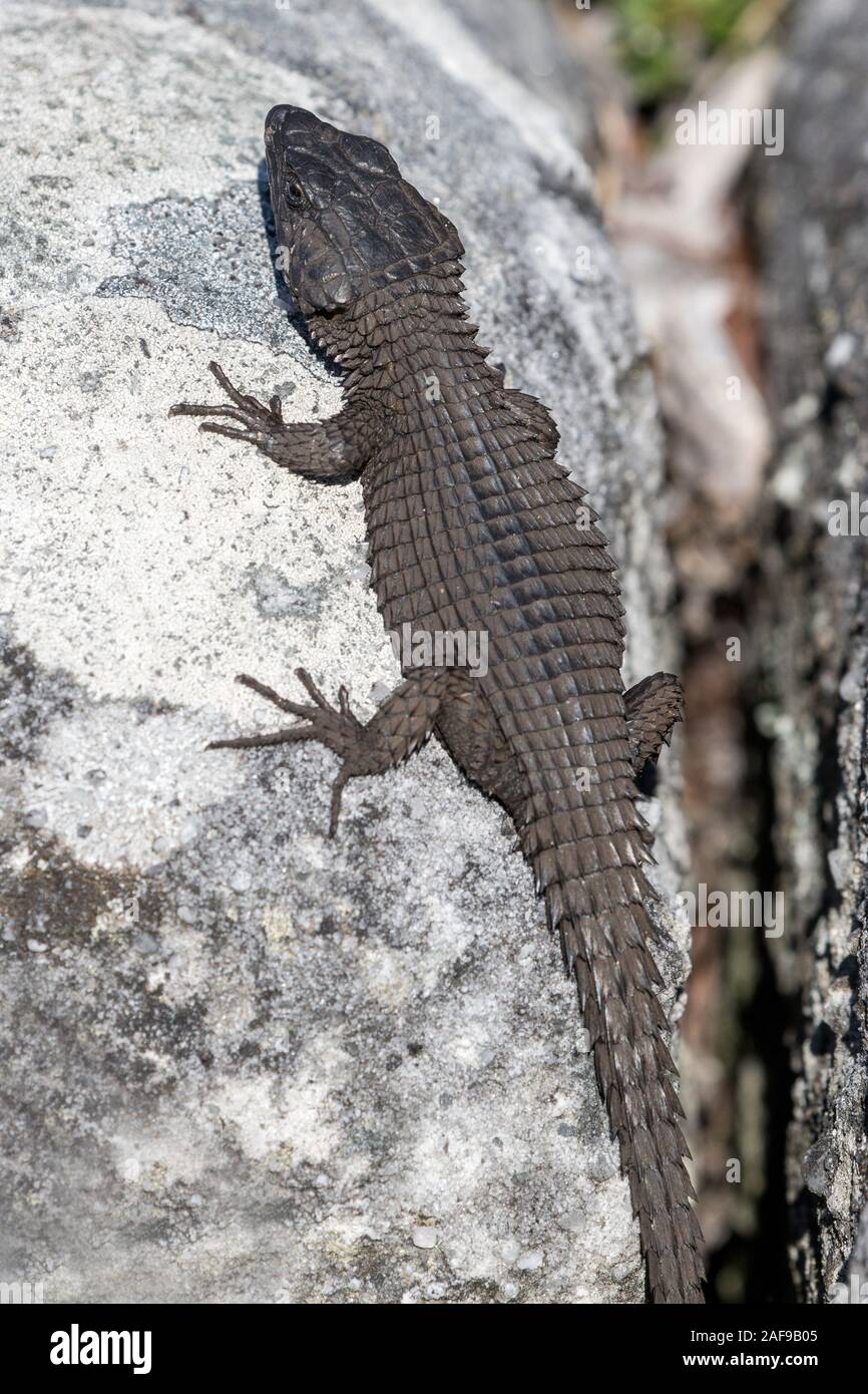 Black Girdled Lizard basking on rock Stock Photo Alamy