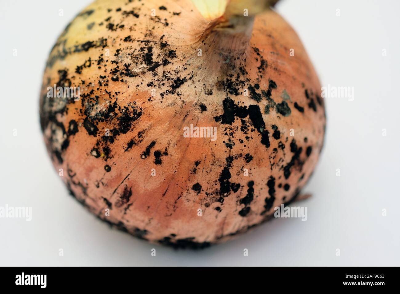black mold onions. onion head with golden husk and mold on top. fungal disease on vegetables. Stock Photo