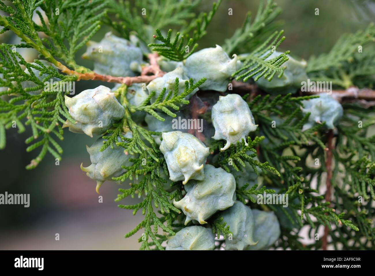 A sprig of green western thuja with cones closeup. Thuja occidentalis coniferous plant. There are a lot of pale green cones on the branch. It is used Stock Photo