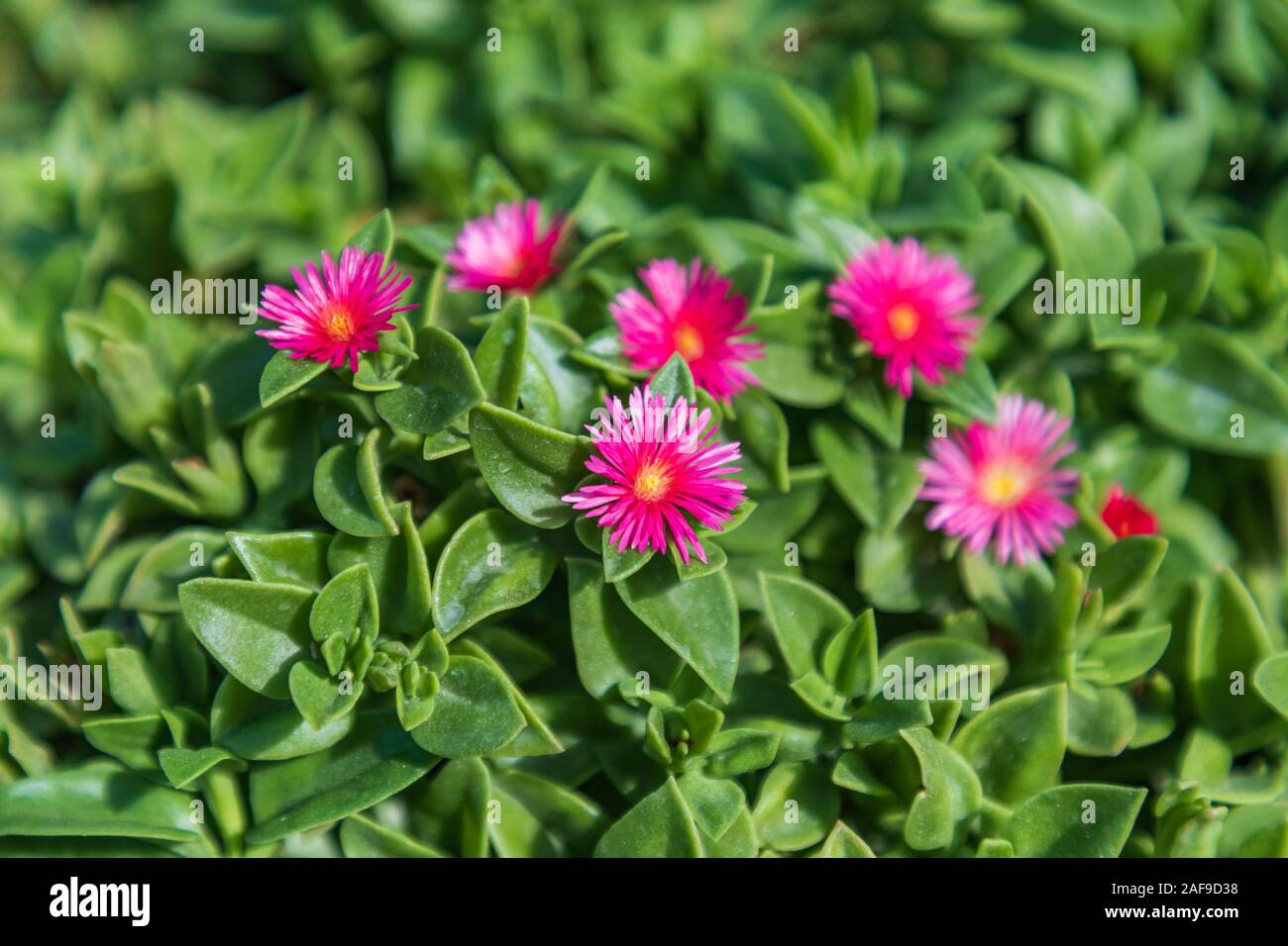 Africa, Egypt, Alexandria. Pink flowers in Alexandria Stock Photo Alamy