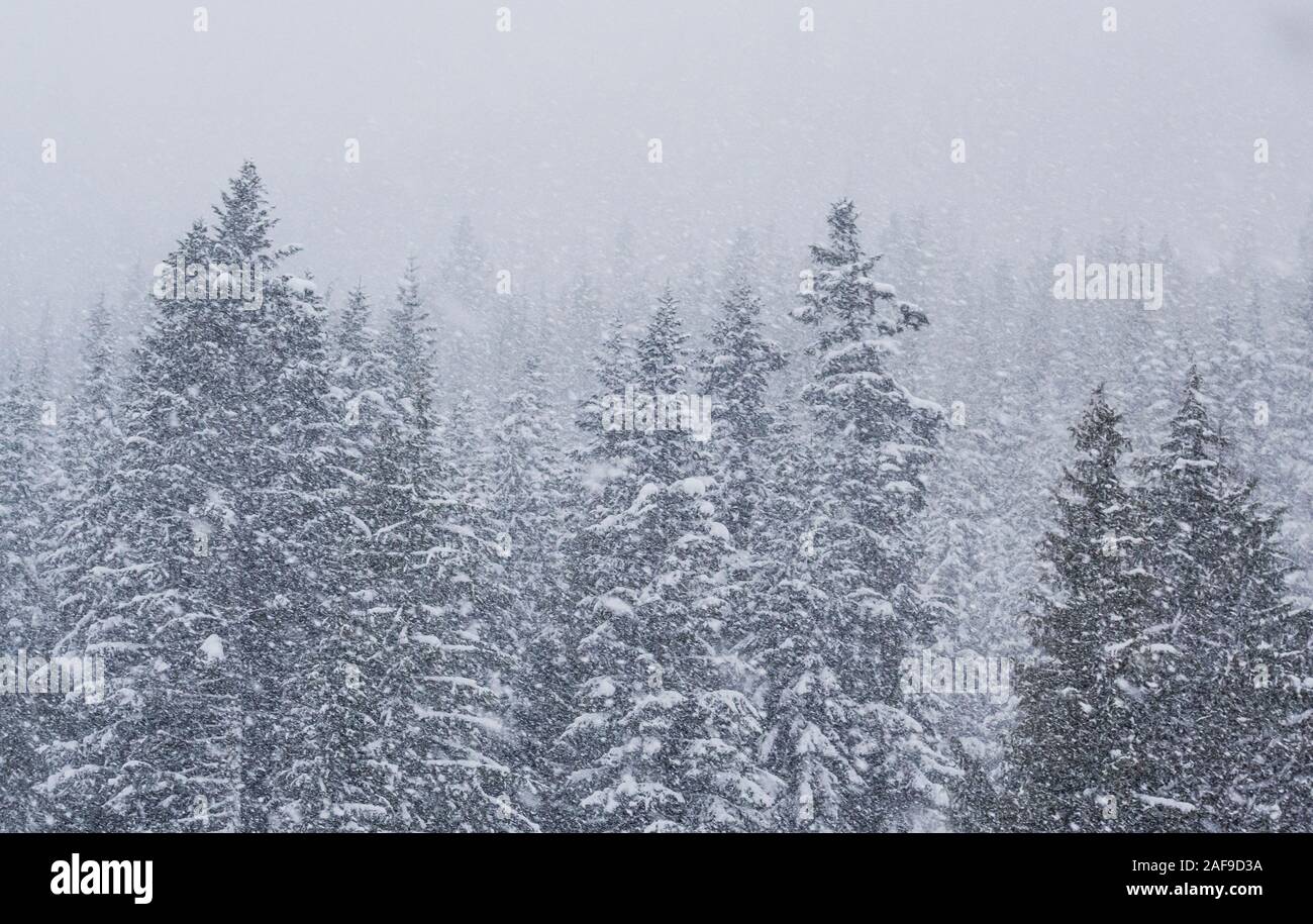 SnowStorm, Crystal Mountain Resort, Washington Cascades, USA. Stock Photo