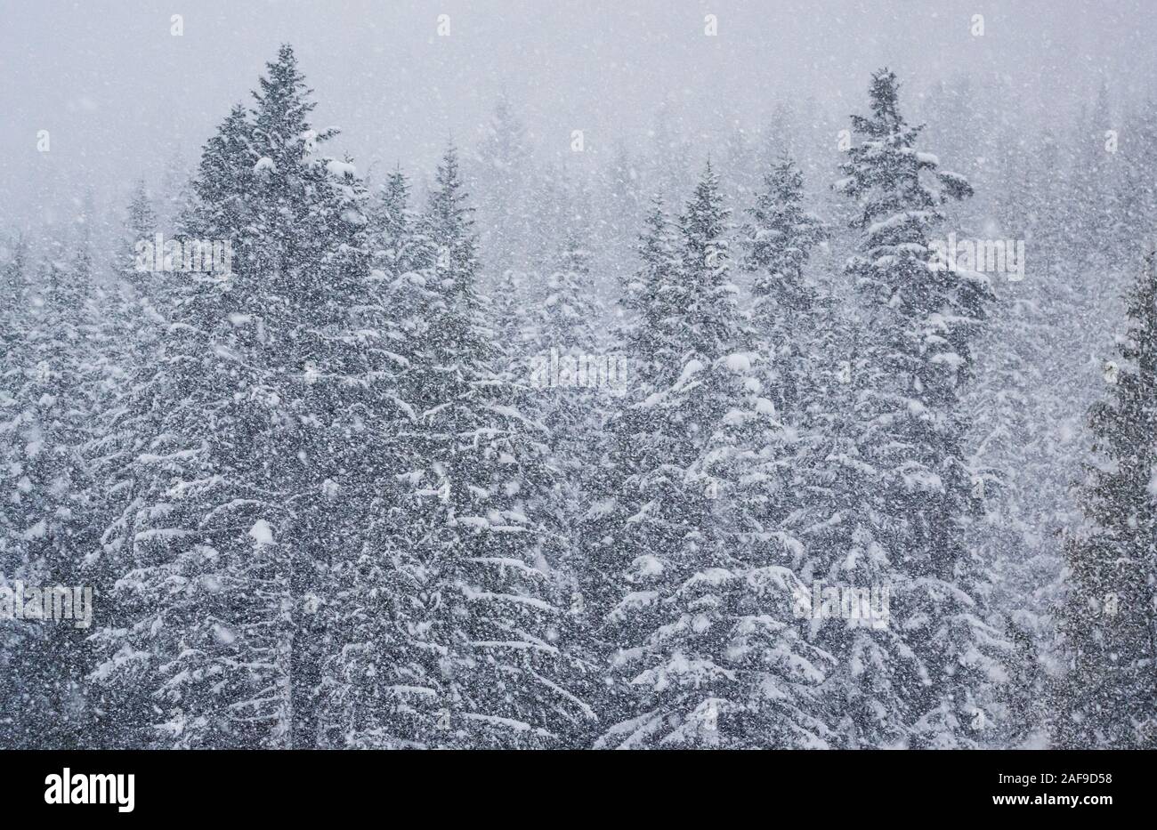 SnowStorm, Crystal Mountain Resort, Washington Cascades, USA. Stock Photo