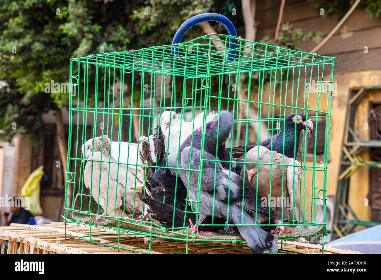 Africa, Egypt, Cairo. Pigeons for sale at the Souk al Gomaa Friday