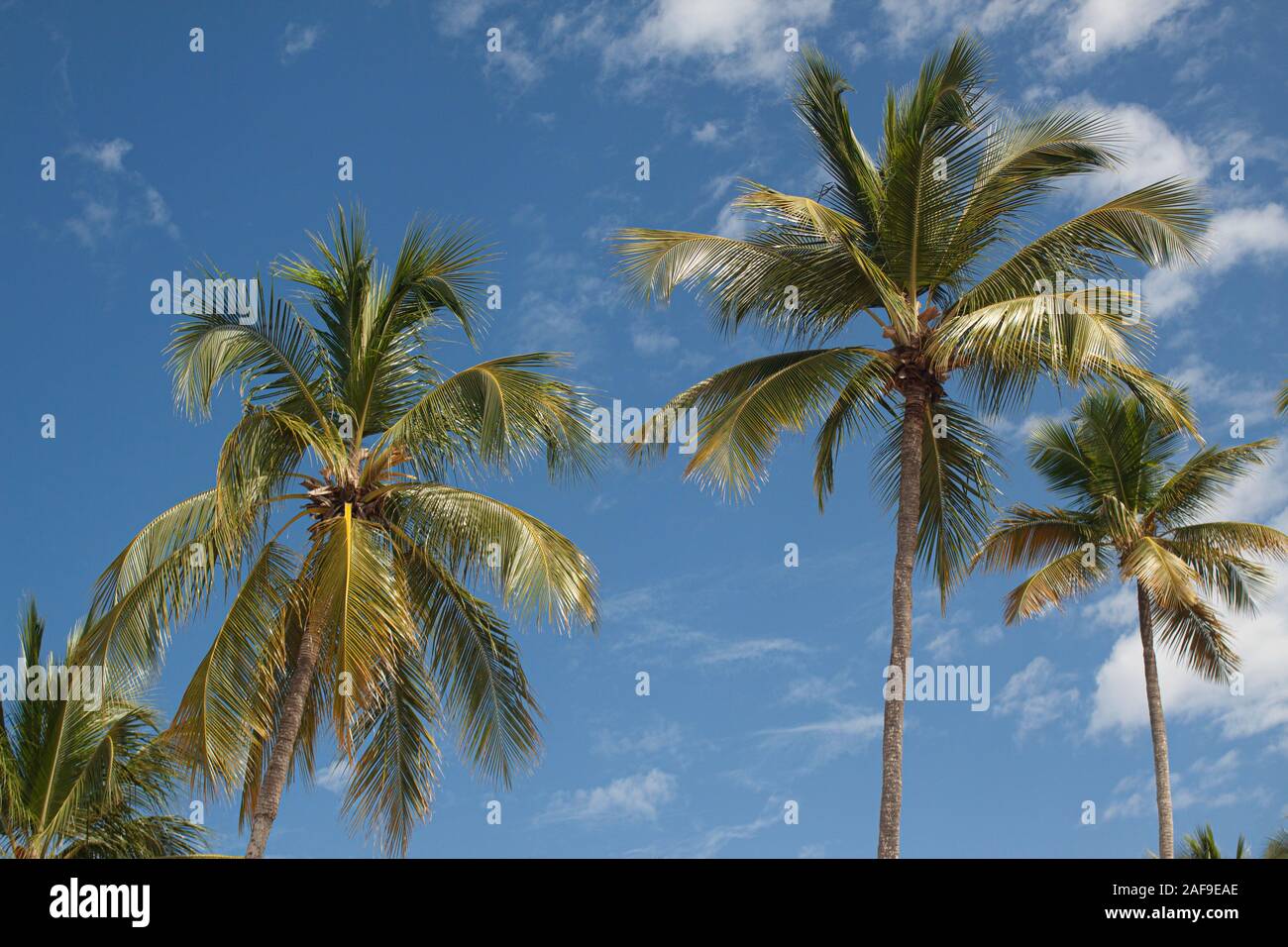 Palm trees in Dominican Republic 5 Stock Photo Alamy