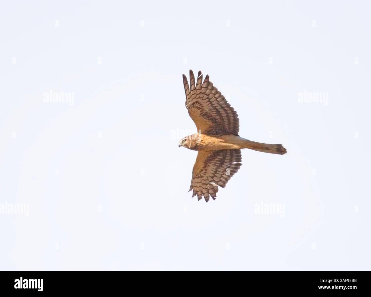 In nature hi hi-res stock photography and images - Alamy