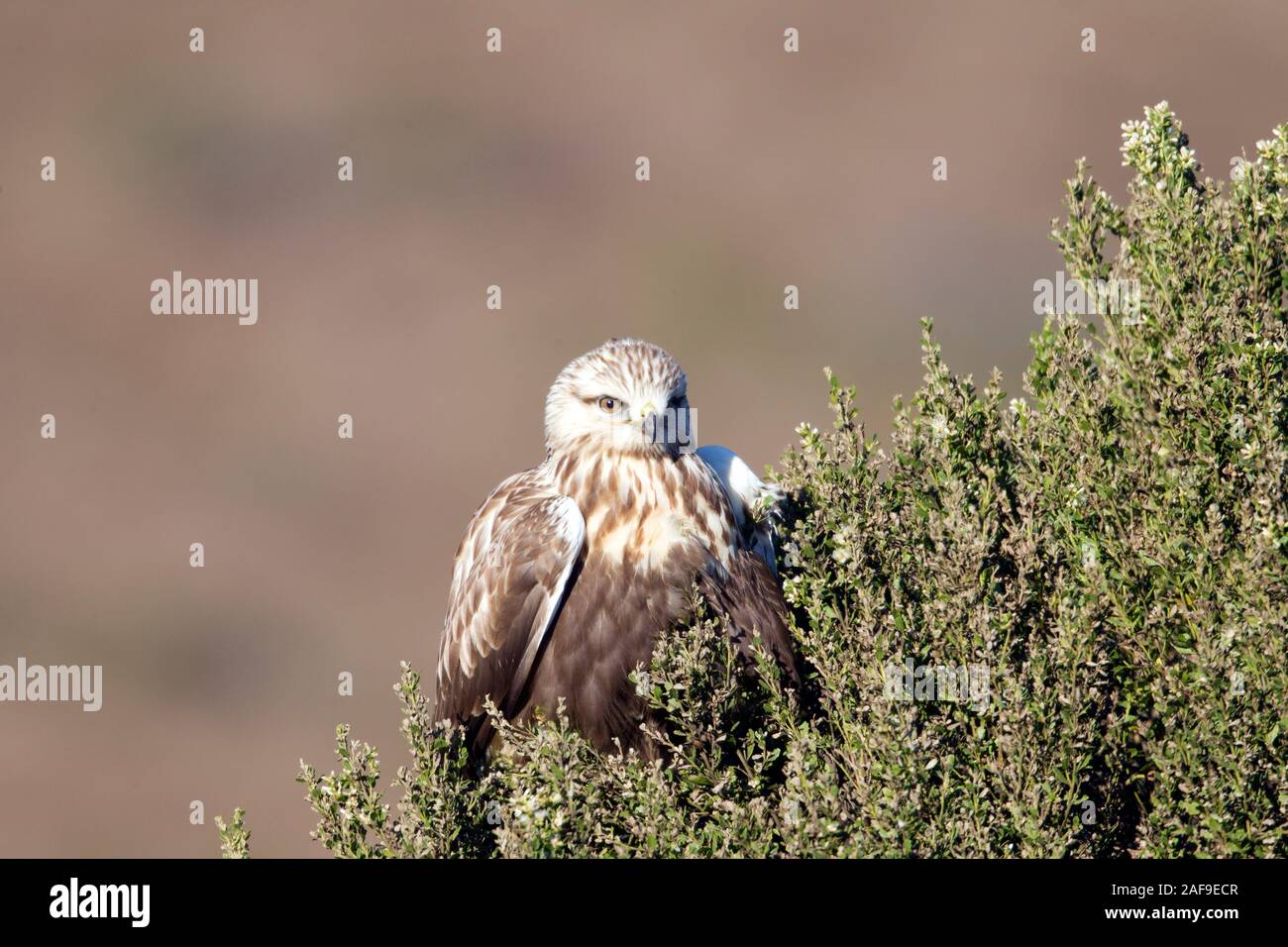 Rough-legged hawk Stock Photo