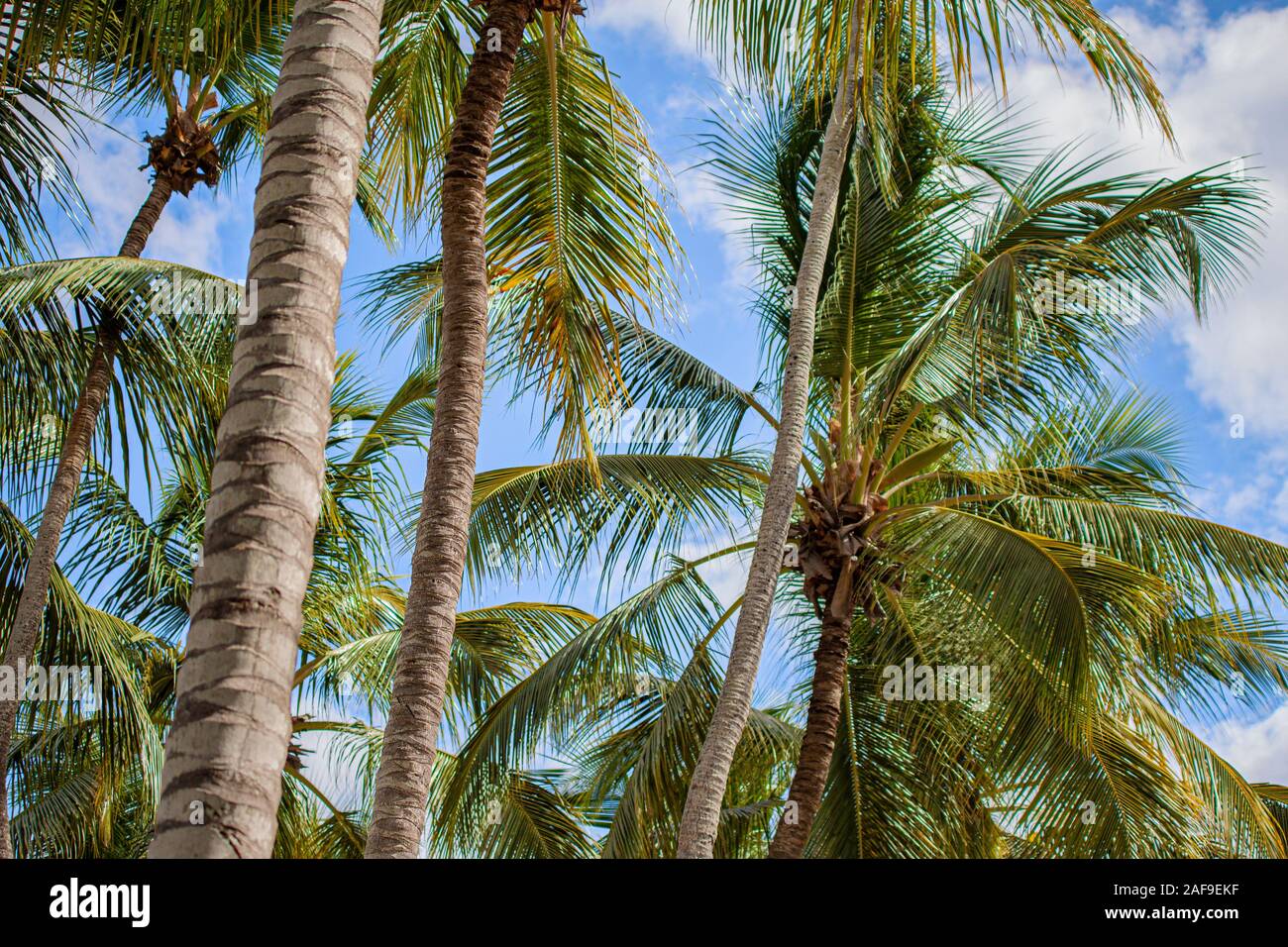 Palm trees in Dominican Republic Stock Photo Alamy