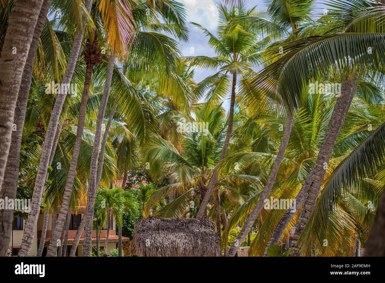 Palm trees in Dominican Republic 2 Stock Photo Alamy