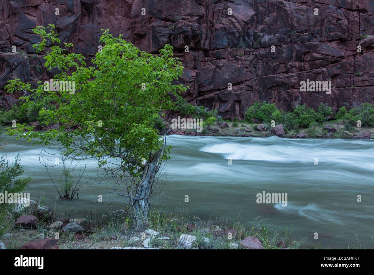 Cottonwood trees in the riparian habitat along the Green River in the