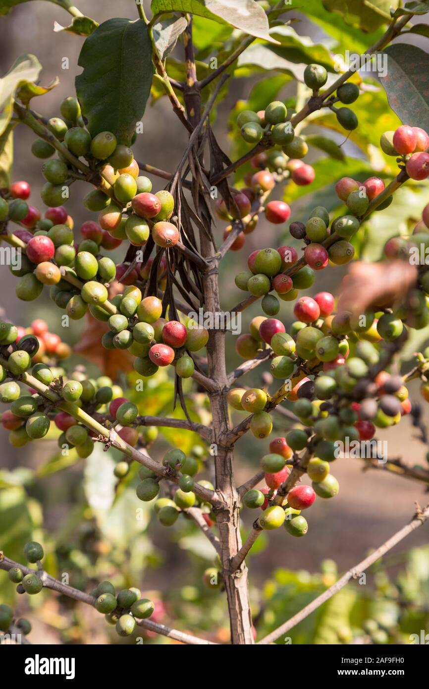 Tanzania.  Arabica Coffee Fruit ("Cherries" or "Berries") on the Tree. Near Arusha. Stock Photo