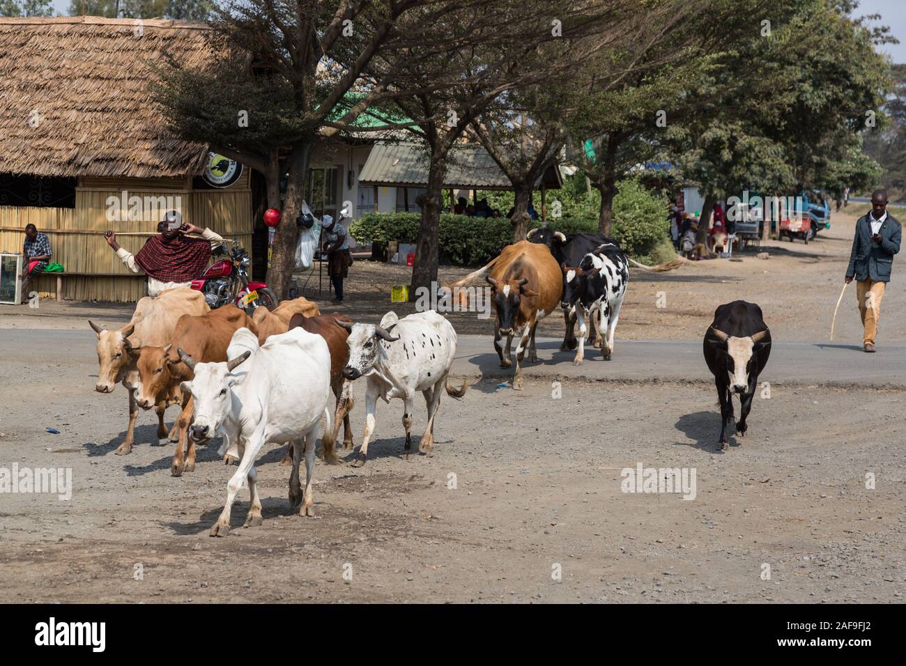 Arusha Region, Northern Tanzania.  Two Farmers Walking Cattle to their field.  The one on the right is checking his cell phone. Stock Photo