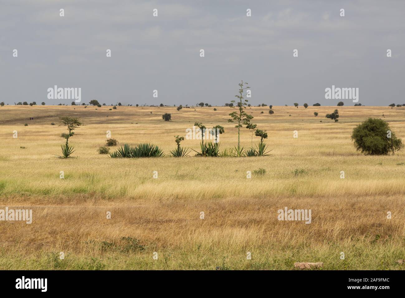 Arusha Region, Northern Tanzania. Scenic Landscape in Dry Season, Sisal in Foreground. Stock Photo
