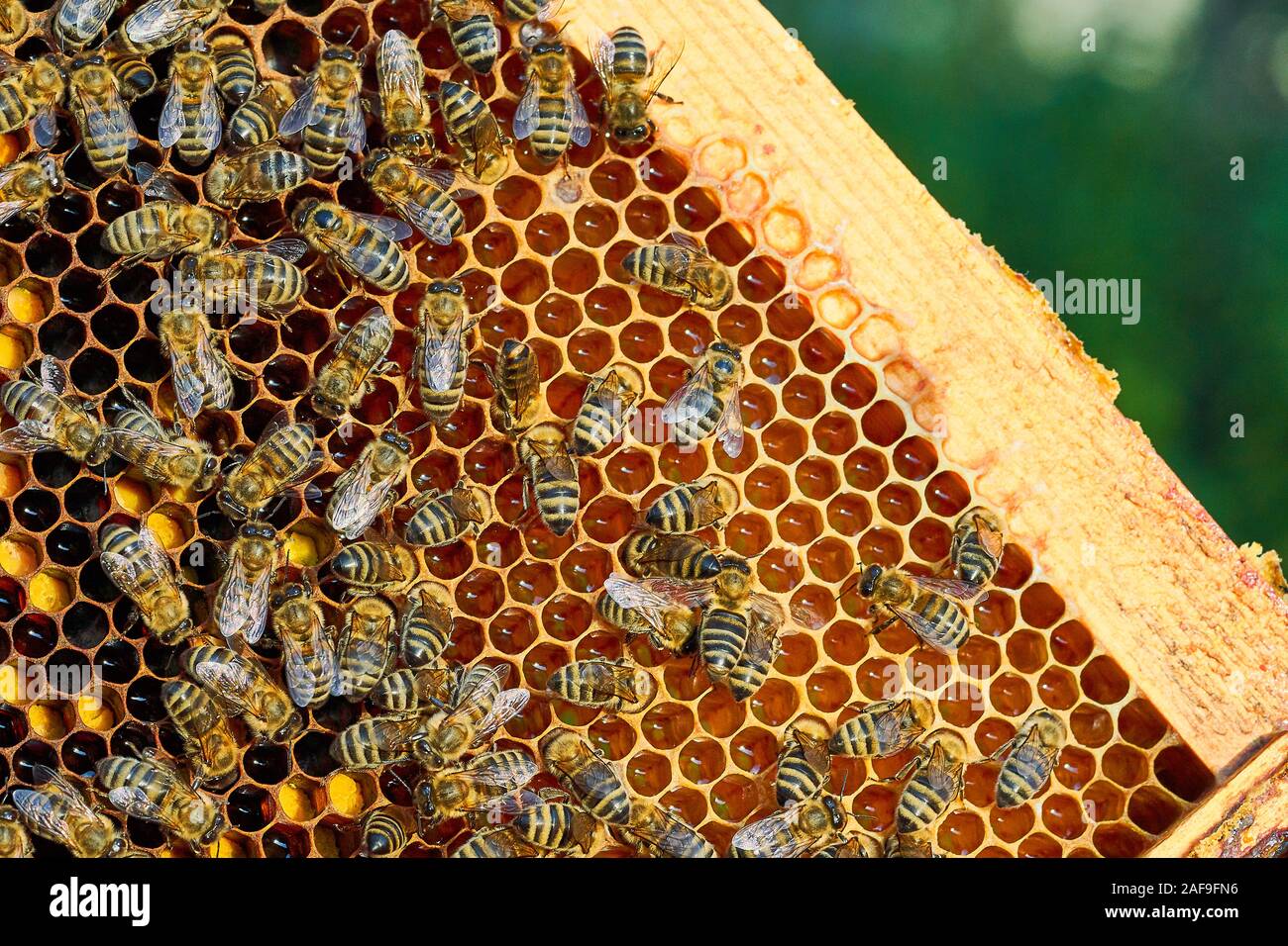 Honeycomb honey bee close up hi-res stock photography and images - Alamy