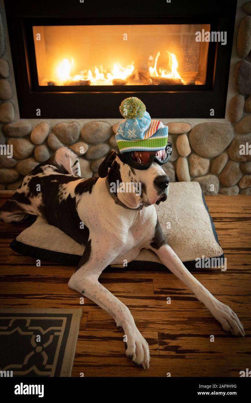 Adorable dog wearing hat and ski goggles next to fireplace on their bed. Stock Photo