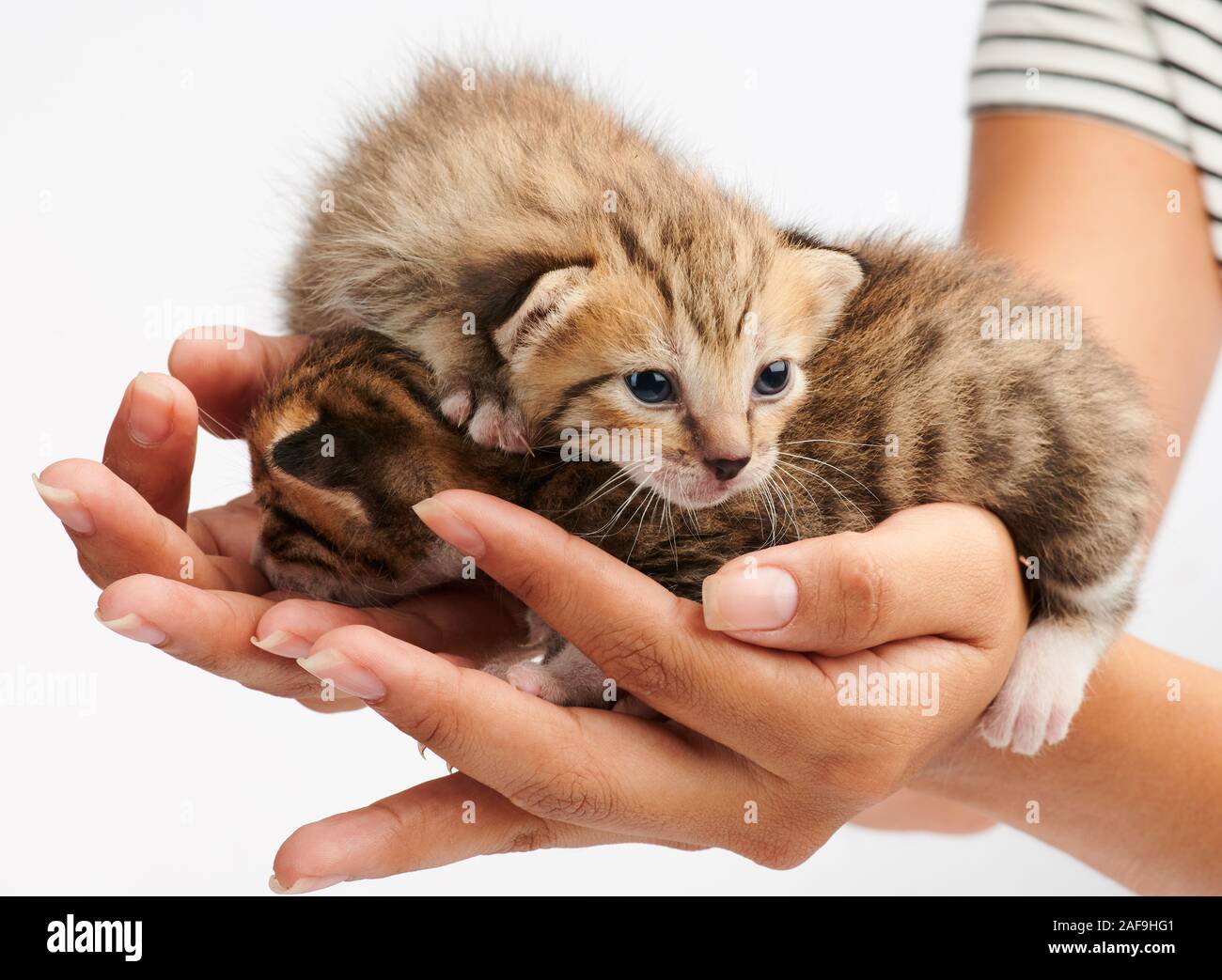 Two small kitty on woman hand isolated on white background Stock Photo