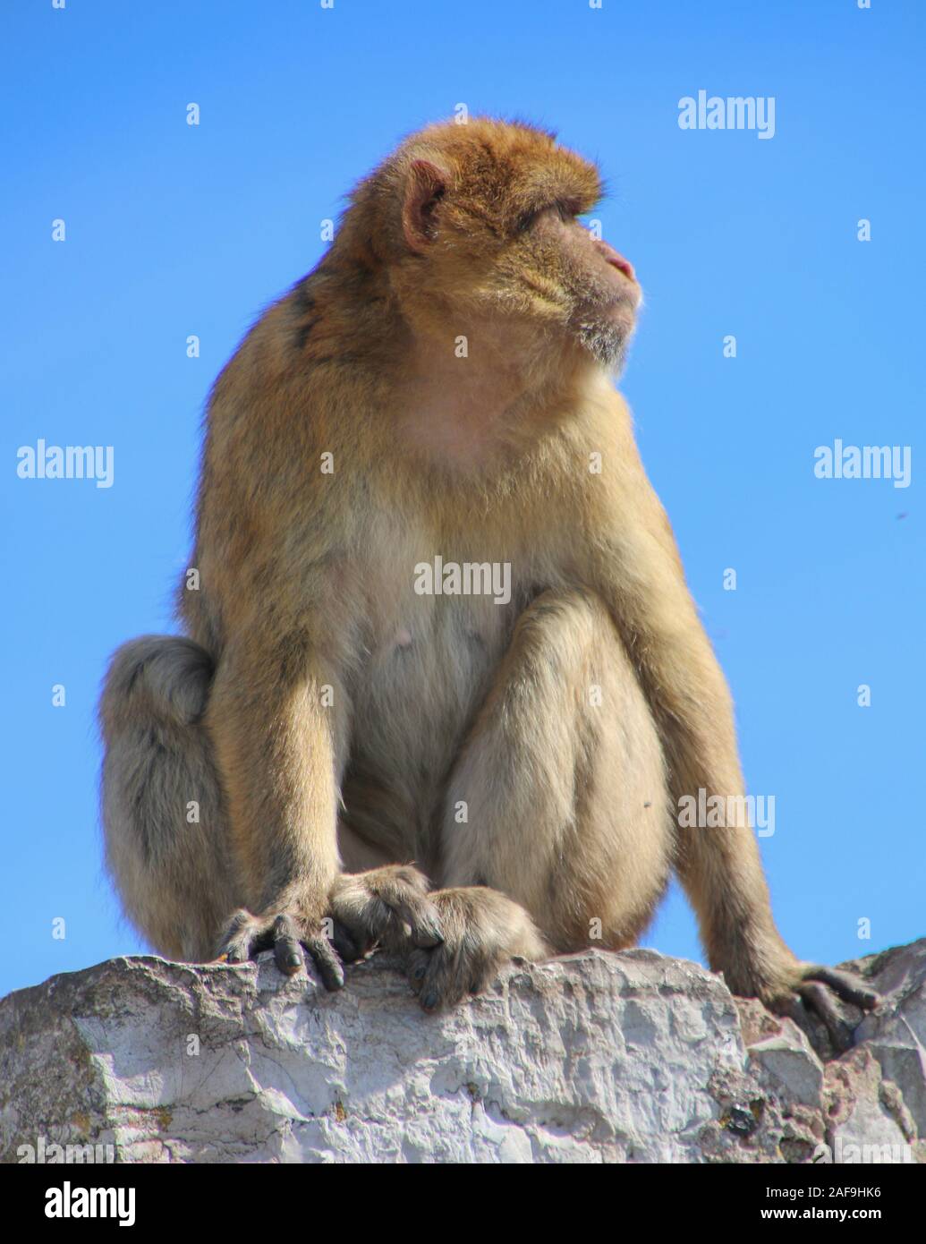 Endangered macaques hi-res stock photography and images - Alamy