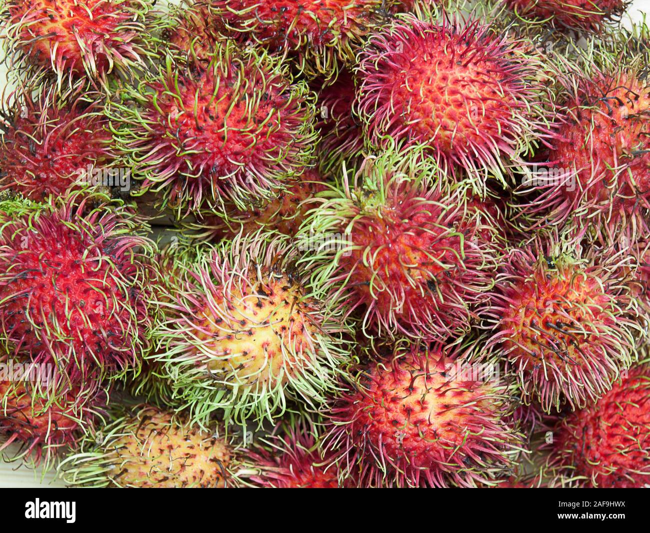 Rambutan Orchard High Resolution Stock Photography and Images - Alamy