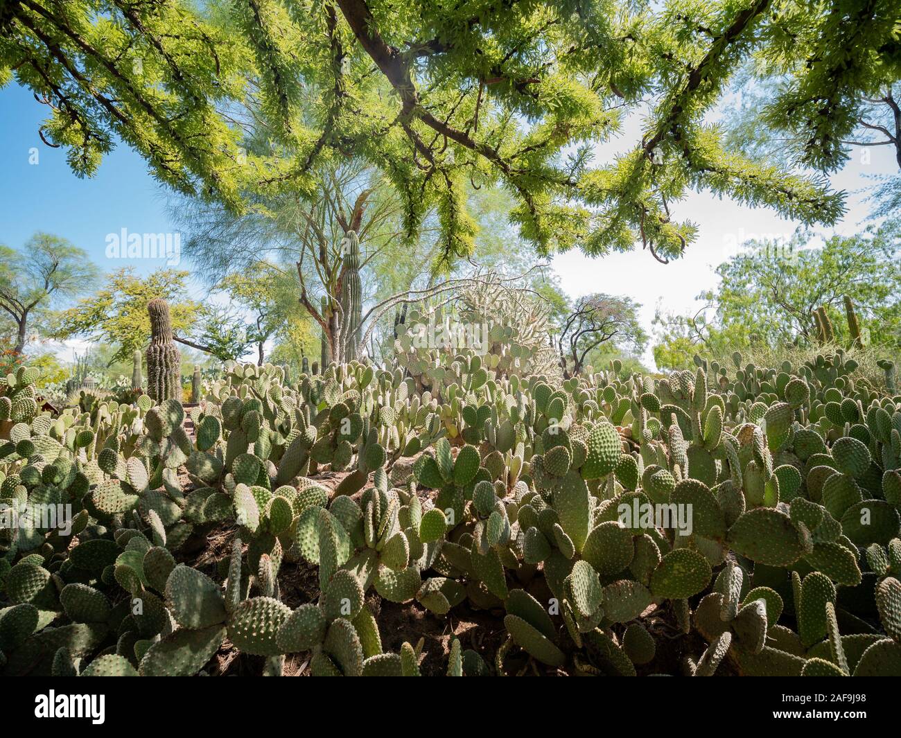 Exterior View Of The Famous Cactus Garden Of Ethel M Chocolate