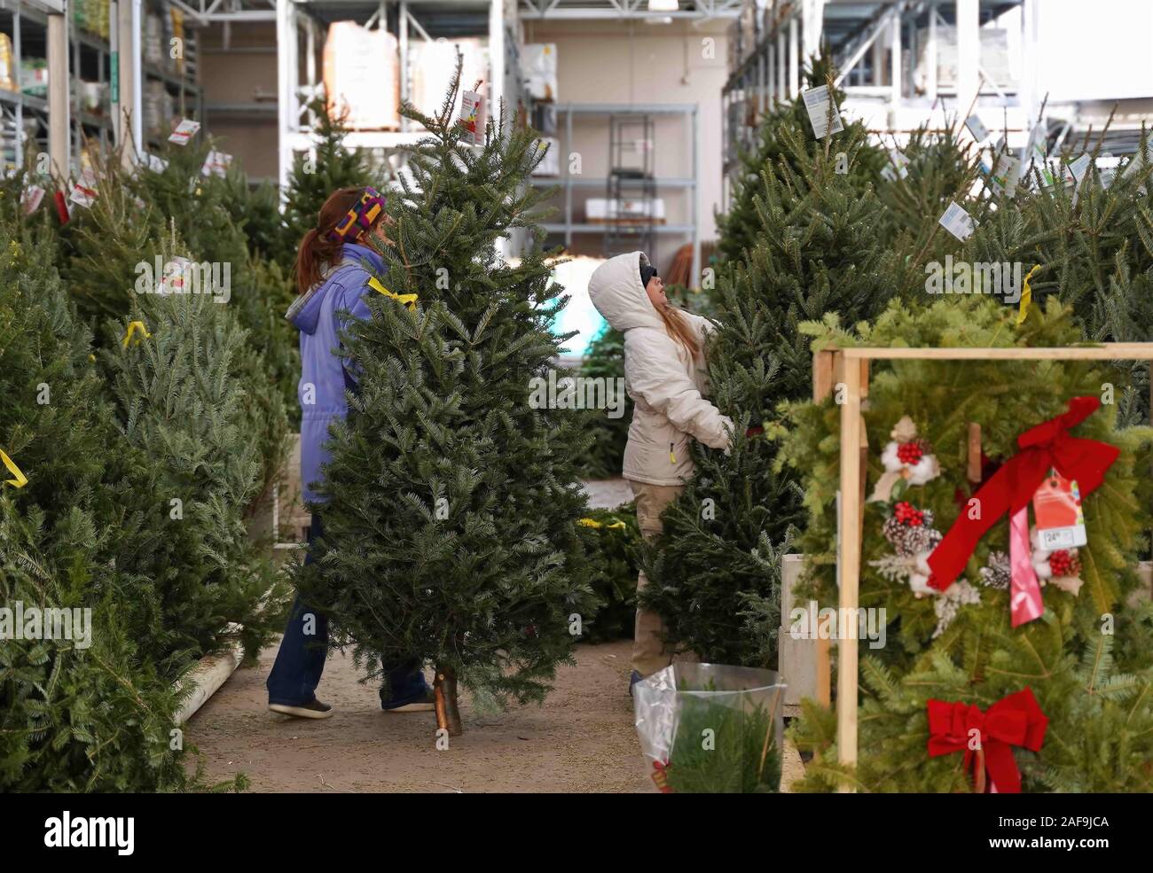 Cromwell, CT USA. Dec 2019. Christmas trees being bought at home improvement store with mother daughter team looking for the biggest one. Stock Photo