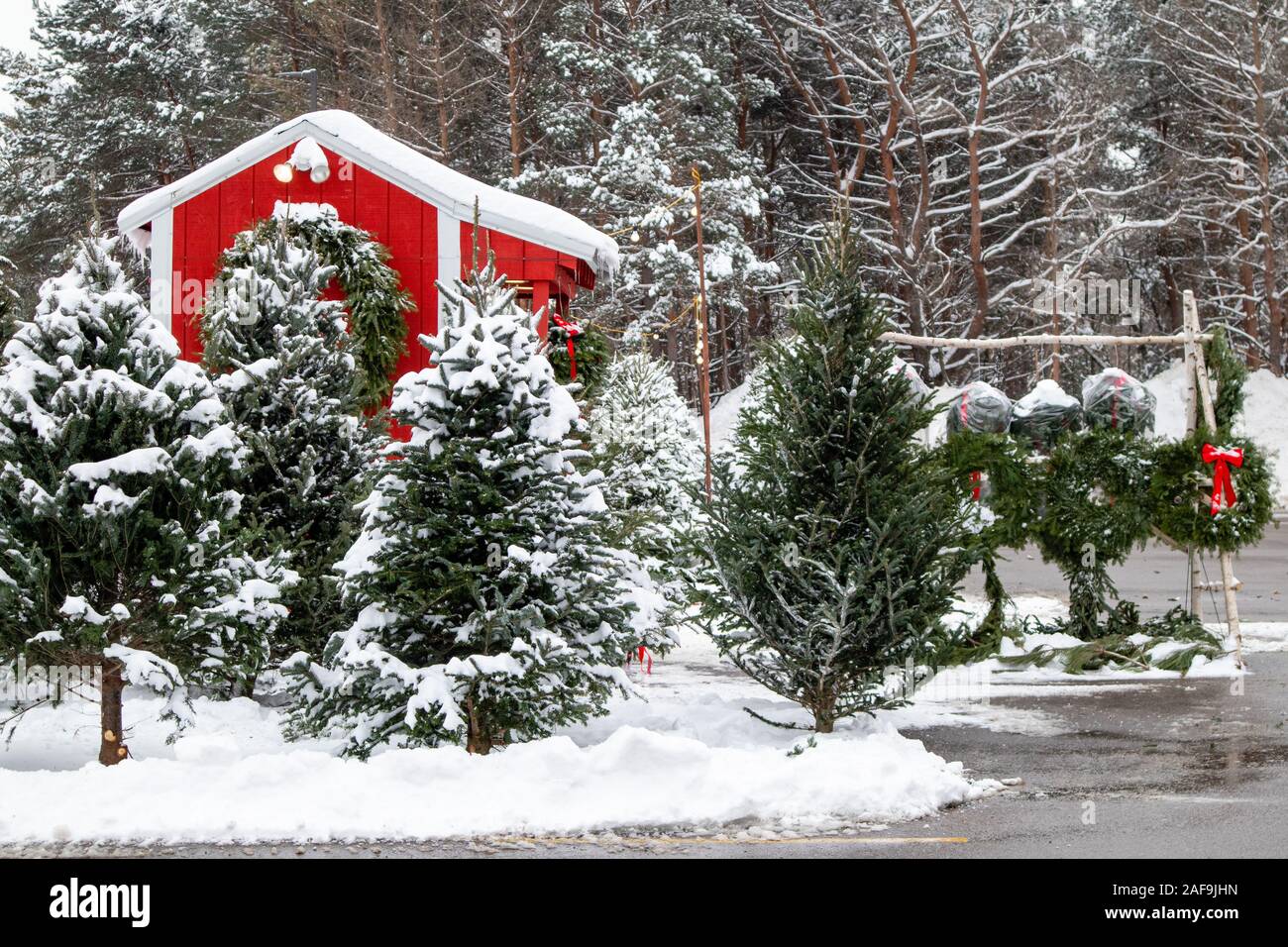 Christmas trees and wreaths being sold next to a red shack in Wisconsin just before Christmas Stock Photo
