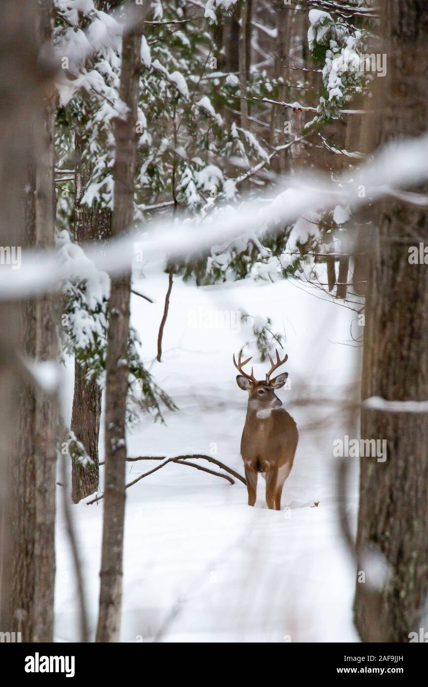 Big 8 point white tail buck deer in Wausau, Wisconsin in mid December vertical Stock Photo
