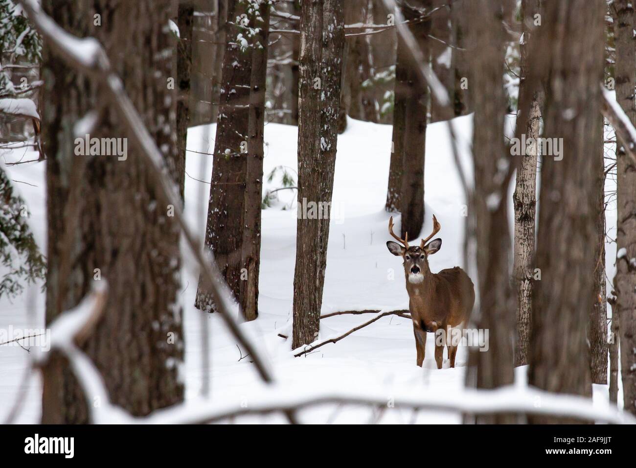 Big 8 point white tail buck deer in Wausau, Wisconsin in mid December Stock Photo