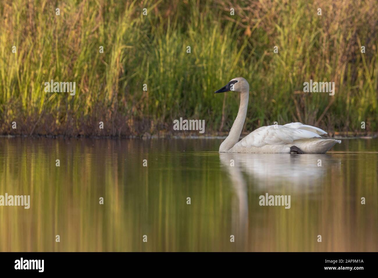 Trumpeter swan on a summer lake in northern Wisconsin. Stock Photo