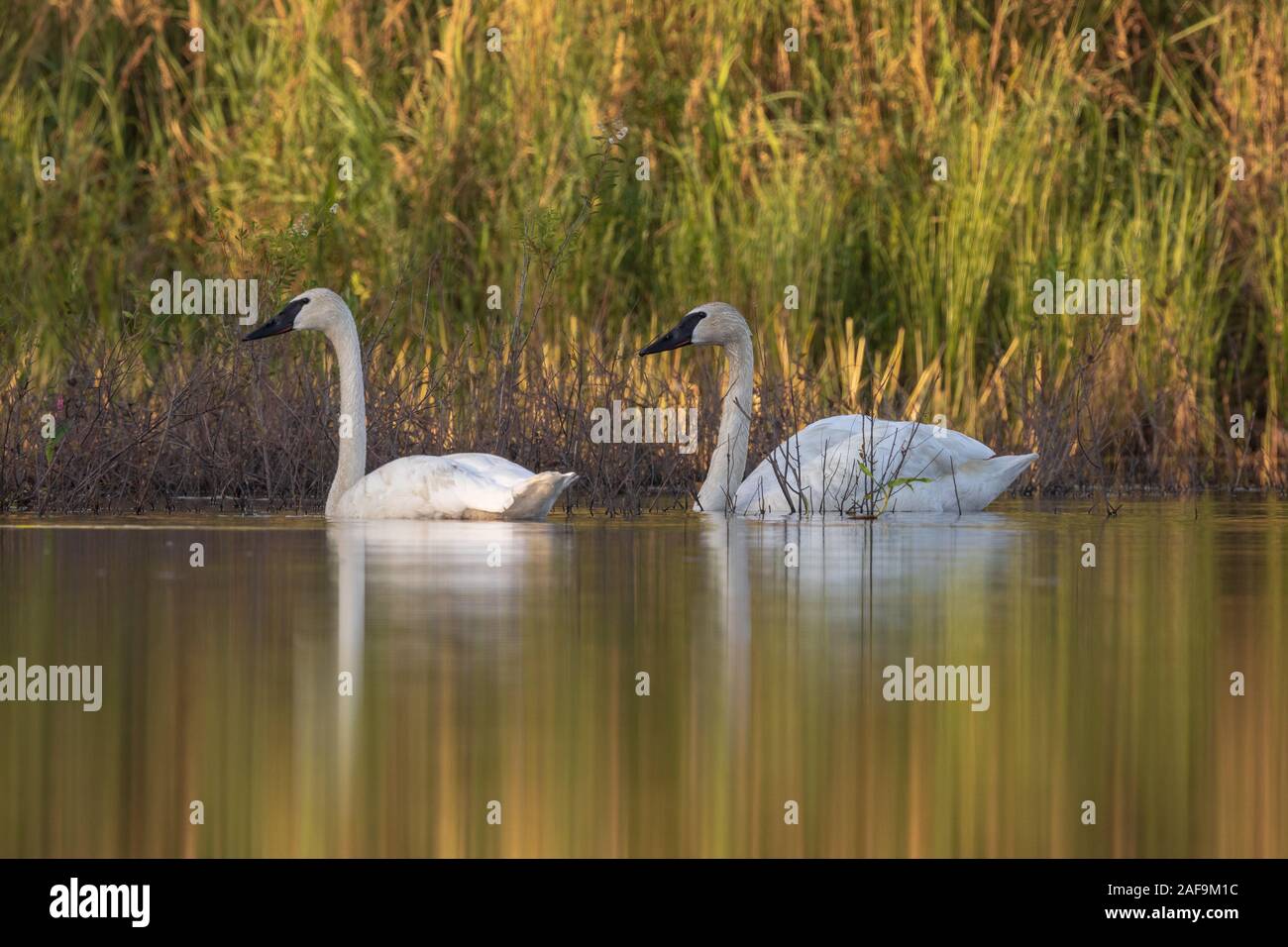 Trumpeter swans in northern Wisconsin Stock Photo Alamy