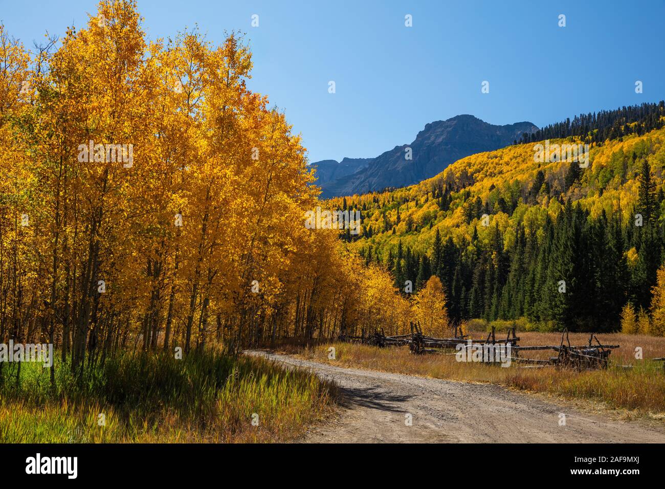 Aspens and fence in autumn, County Road 7, Sneffels Range, San Juan Mountains, Colorado Stock Photo
