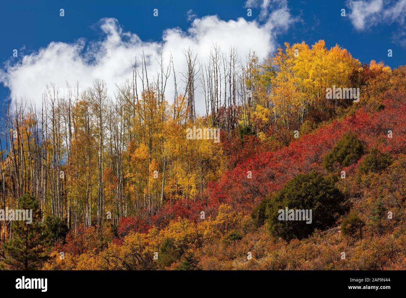 Fall foliage, Wilson Mesa, San Juan Mountains, San Miguel County, Colorado Stock Photo