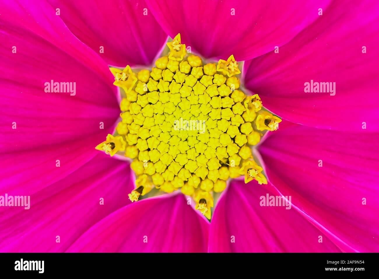 bright purple flowers blooming close up Yellow pollen Stock Photo