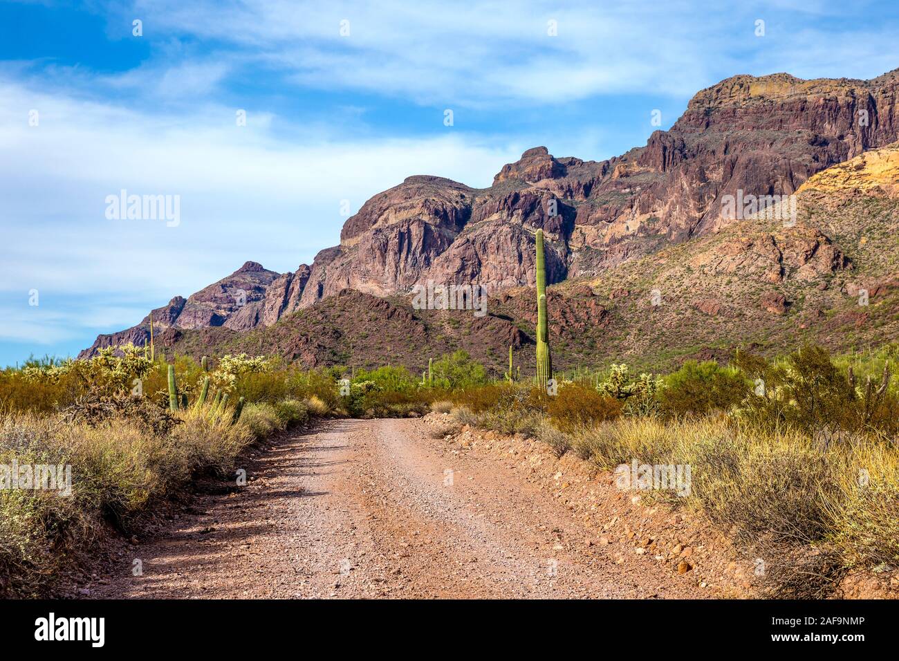 A view of the Organ Pipe Cactus National Monument along Ajo Mountain Drive in Southern Arizona Stock Photo