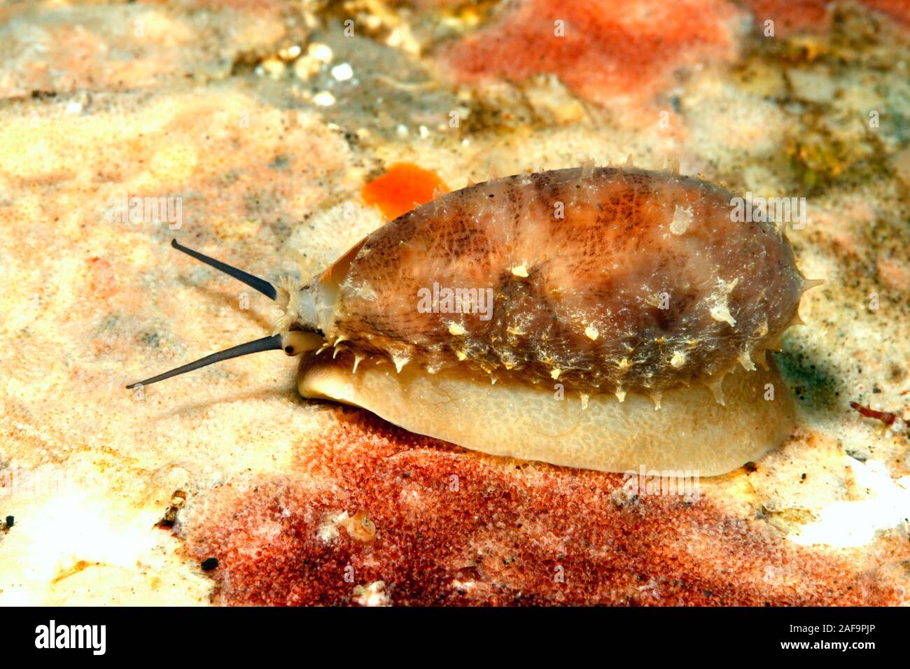 Cowry Shell, Lyncina carneola, previous Cypraea carneola. Juvenile shell, showing mantle, syphon and eye. Tulamben, Bali, Indonesia. Stock Photo